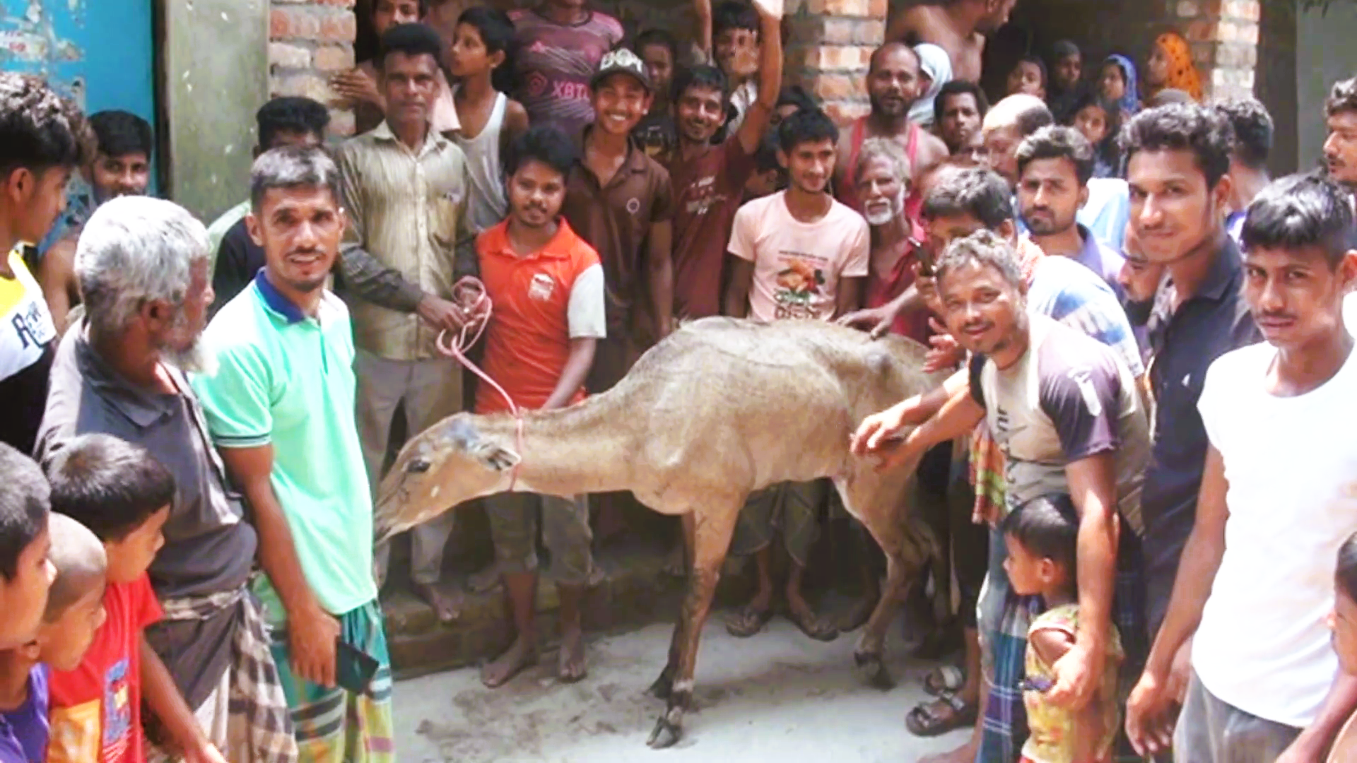 পঞ্চগড়ে ধরা পড়লো ভারতের নীলগাই