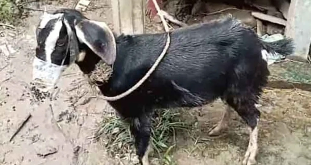 মুখে স্কচটেপ লাগিয়ে ছাগল চুরির চেষ্টা, অতঃপর...
