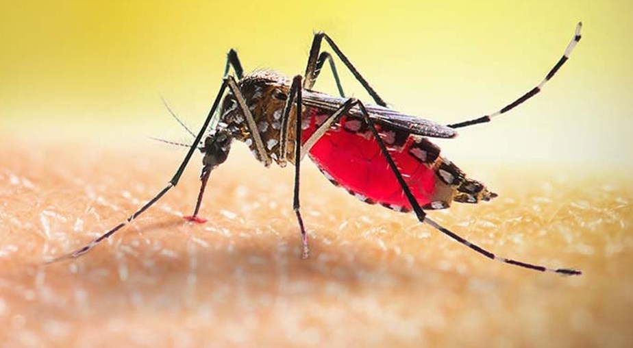 একদিনে আরো ২৩৪ জনের ডেঙ্গু শনাক্ত