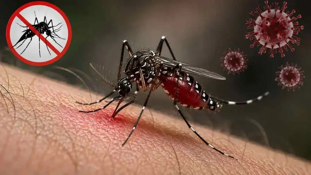 ডেঙ্গুতে মৃত্যু ৩০৩, আক্রান্ত লাখের পথে