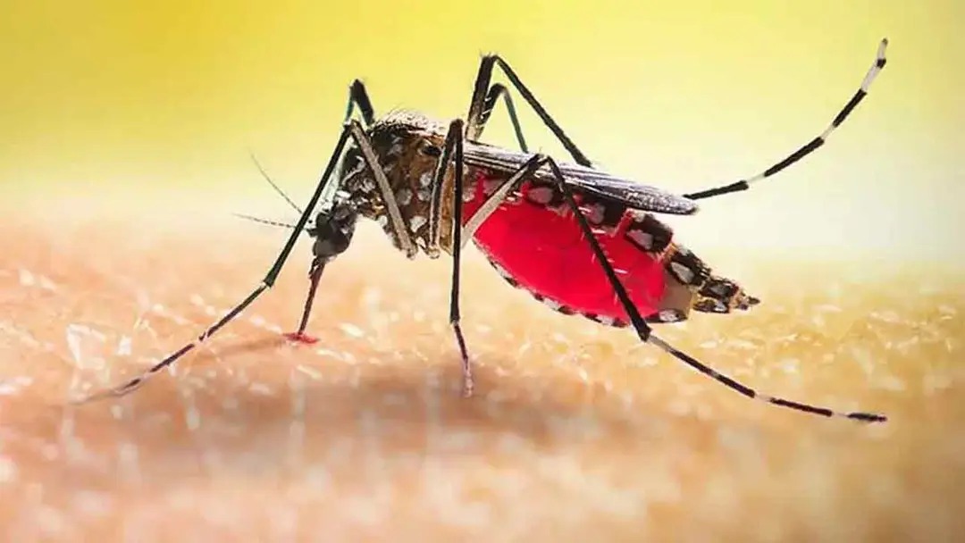 ডেঙ্গুতে আক্রান্ত লাখ ছাড়াল, ২৪ ঘণ্টায় আরও ৪ জনের মৃত্যু